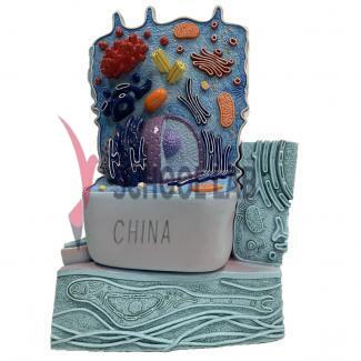 3B Scientific Animal Cell Model